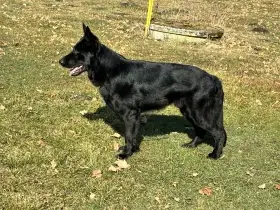 Celočerný pes a vlkošedá fena