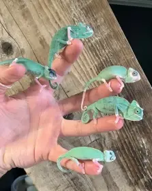 Jemenská chameleonská miminka, normální a pieds