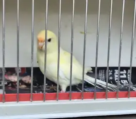 Kakariki rudočely a korelky