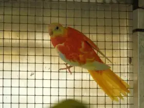 Neoféma tyrkysová rudoprsá opalína