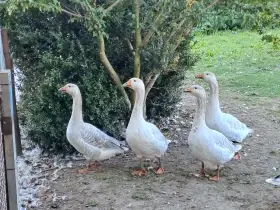 Mladé husy Štajnbašské modré.