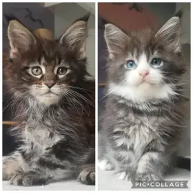 Mainské mývalí kočičky s PP - vymazlené princezny