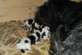 Štěňata Holandského ovčáckého pudla s PP