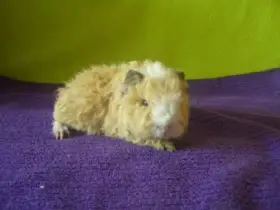 Morče.morčata Lunkarya z Registr.Chs