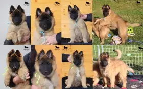 Belgický ovčák Tervueren - štěňátka s PP