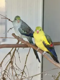 Prodám  1.1 Papoušek horský modry