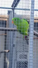 Prodám papoška červenokřídlého