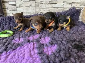 Pražský krysařík