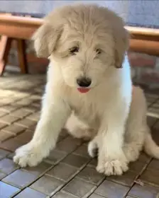 Zadáme štěňata Jihoruského ovčáka s PP