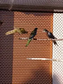 Rosela pestrá černá