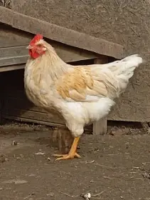 Leghorn