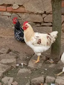 Leghorn x Dominant