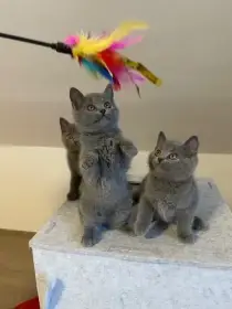 Prodám Kartouzské kotě