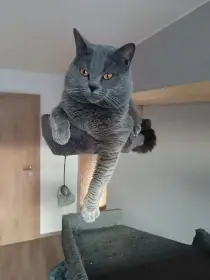 Gic Diego von Neckar