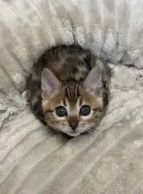 Bengálská kočička s PP