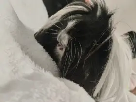 Prodám peruánského samečka