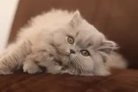 Britská koťátka s PP