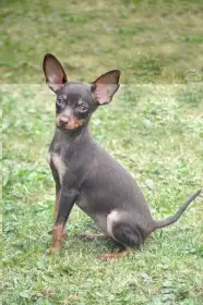 Pražský krysařík s PP FCI