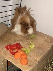 Prodám malého morčecího samečka