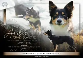 Krytí chovným psem