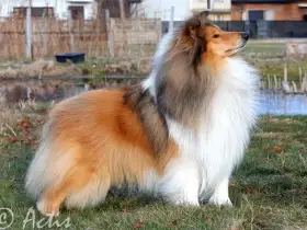 Prodám Kolii dlouhosrstou štěňata s PP