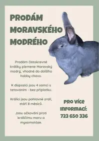 Moravský modrý