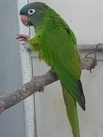 Aratinga dlouhoocasý