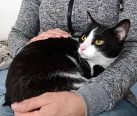 Kočička Pusinka hledá nový domov