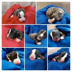 Vipet/Whippet - prodej štěňat s PP (FCI)