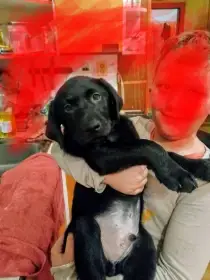 Štěňátko labradora