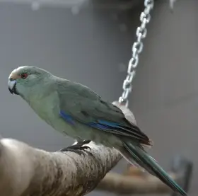 Prodám samce kakarikiho rudočelého