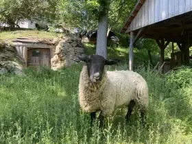 Prodám berana Suffolk