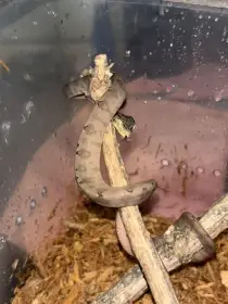 Predám neurčeného psohlavca orinockého