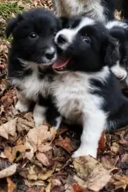 Štěně Border kolie