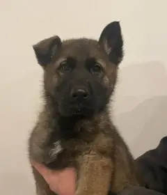 Německý ovčák - 2 feny s PP ihned k odběru