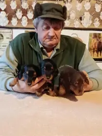 Štěňata jezevčíků