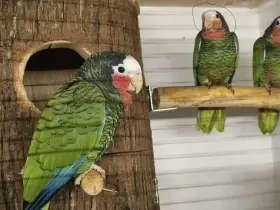 Amazoňan Kubánsky  0,1