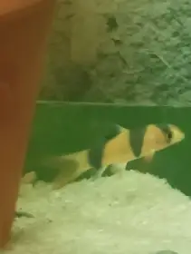 Sekavky nádherné 4 ks