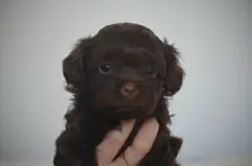 Ruská barevná bolonka s PP