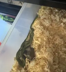 Mláďata užovky růžkaté Philodryas baroni (11/25)