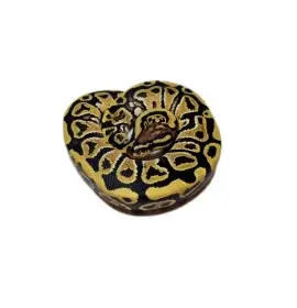 0.1 Hurricane het Clown 50% Pied