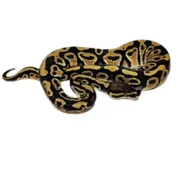 1.0 Hurricane het Clown 50% Pied