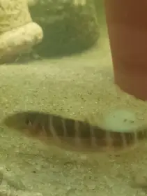 Prodám sekavky proužkované