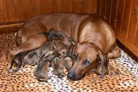 Rhodeský Ridgeback - vymazlená štěňátka s PP