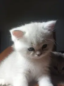 Koťátka Britské činčily