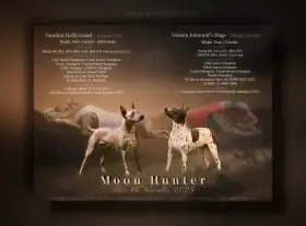 Americký bezsrstý teriér