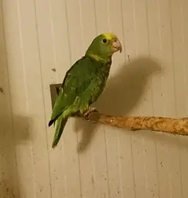 Amazoňan velký - Oratrix