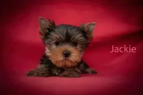 Jorkšírský teriér s PP - fenka