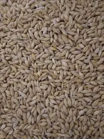 Ječmen napytlovaný po 25kg