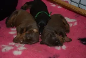 Dobrman - štěňata s FCI PP